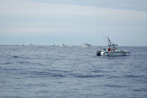 Marlin aplenty for Round 1 of Interclub